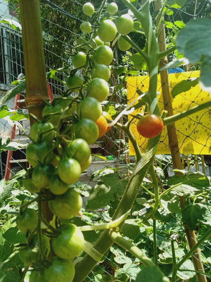 樱桃番茄最好的颜色,樱桃番茄挑选