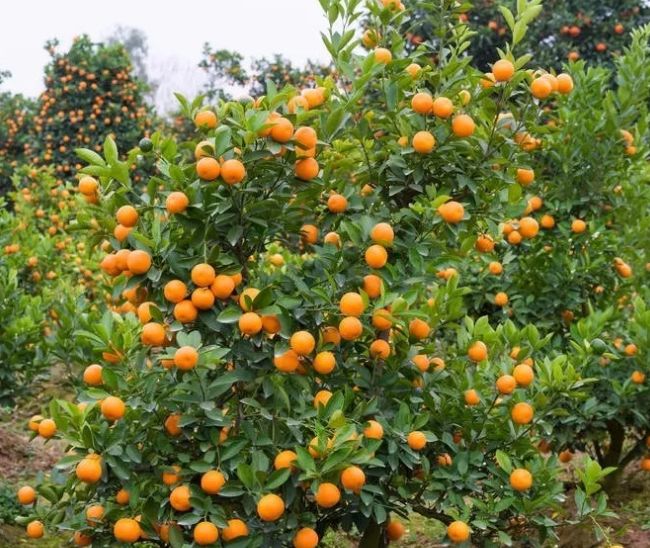 无花果树在庭院内种植有什么寓意,冷杉树长在庭院里风水上有说法吗
