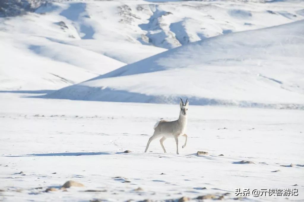 我竟然在*藏西**的冬天，竞遇到了如此多的仙境