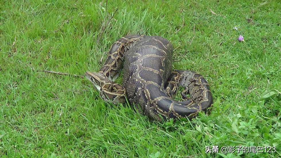 锜掕泧濞朵翰鏁呬簨澶у叏,锜掕泧濞朵翰