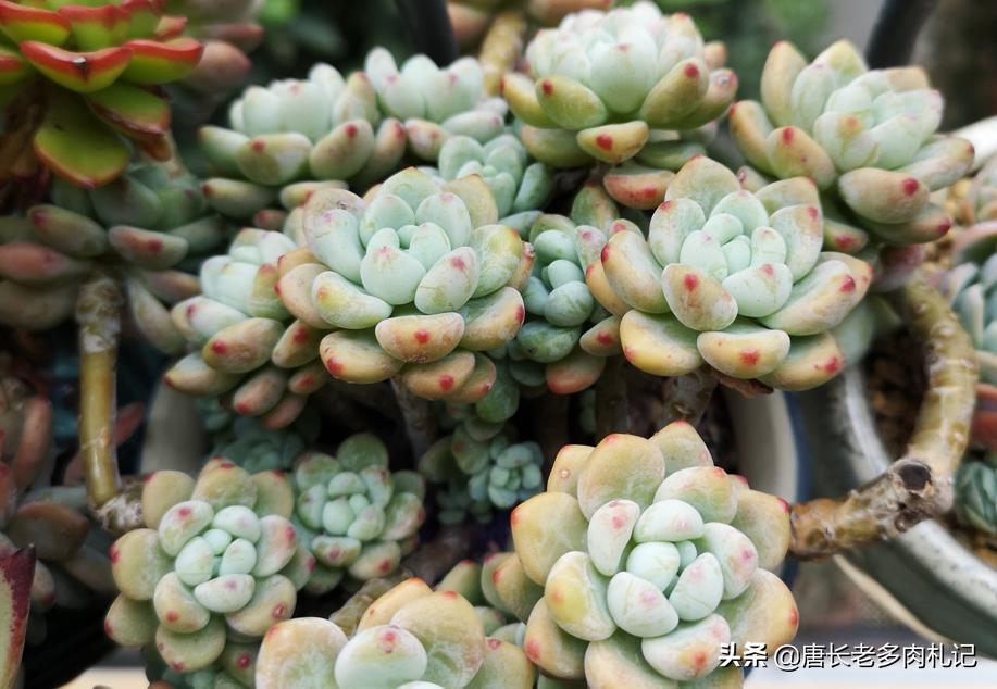 多肉劳尔一直蔫,多肉劳尔怎么养新手必看