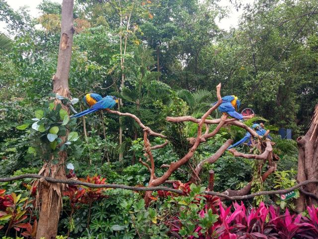 广州番禺区长隆野生动物世界缆车,广州旅游长隆野生动物世界