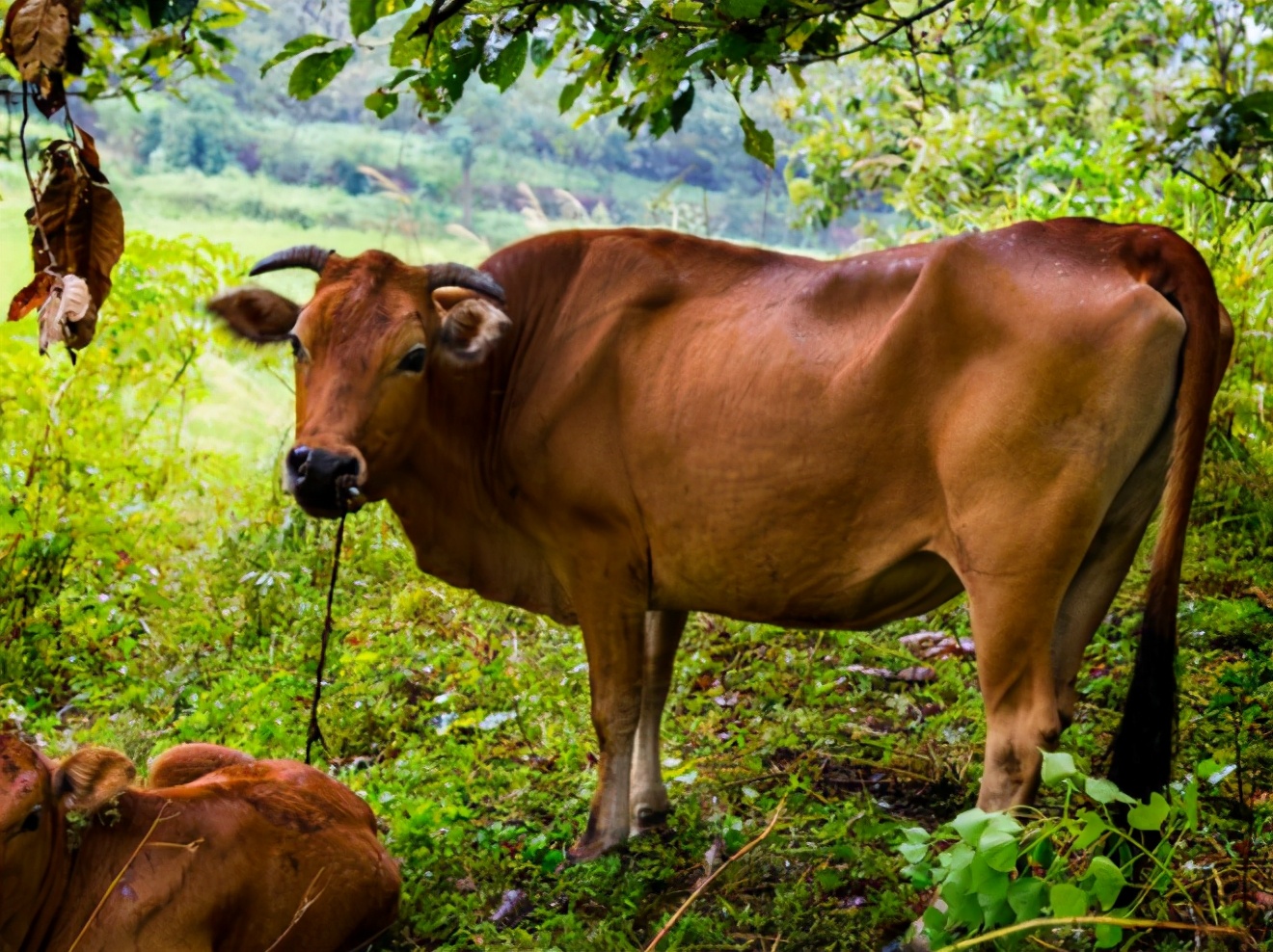 牛拉粪不成形最佳治疗方法,牛拉干粪球胀气是怎么回事