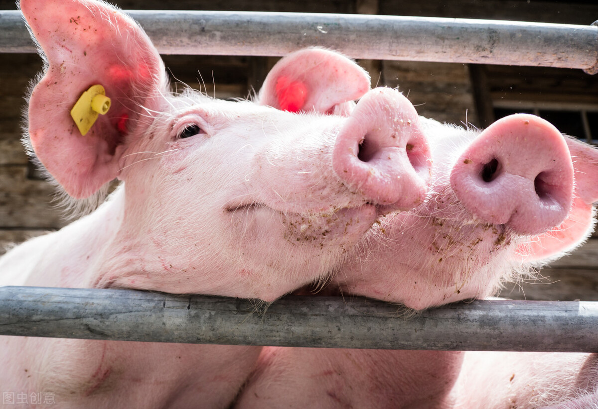 猪价下跌利好哪些上市公司,利好不涨反跌的真相是什么