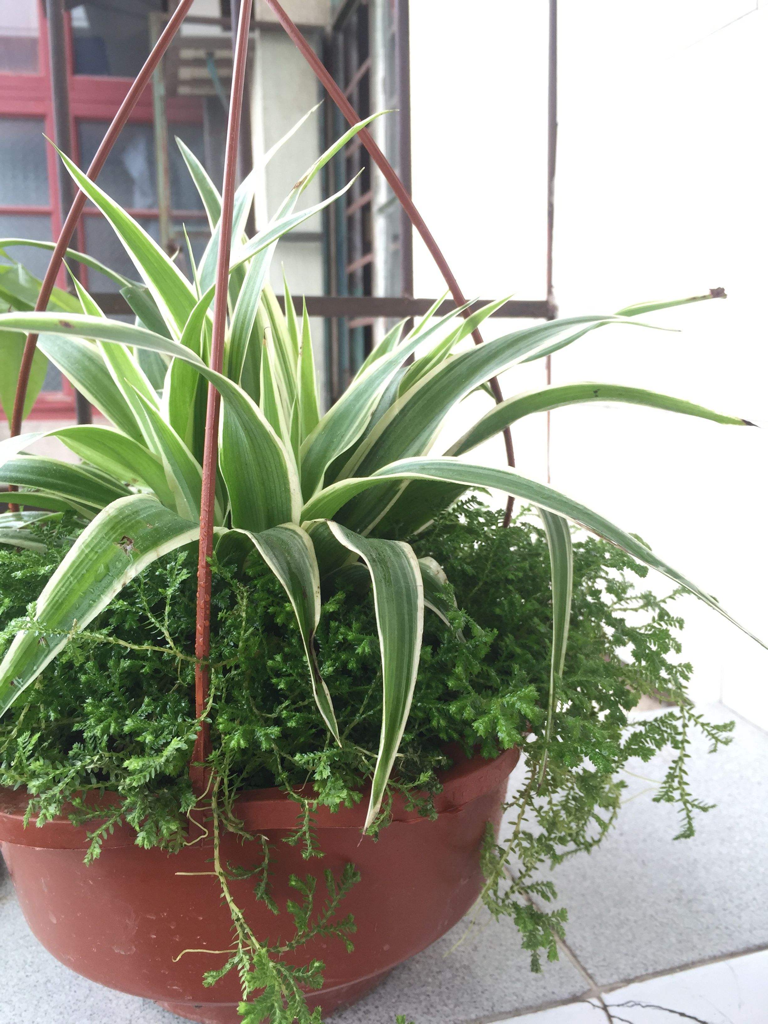 吊兰花卉盆栽品种,吊兰奇特养法