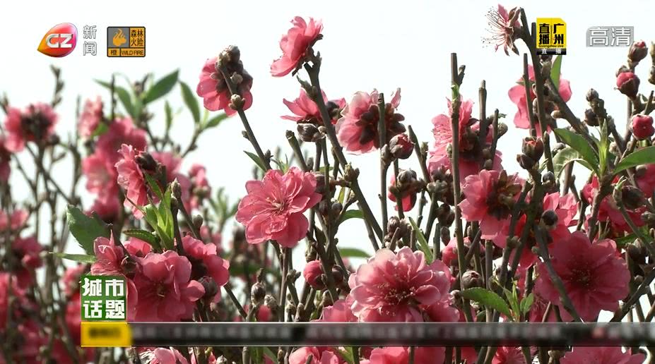 广州将举办迎春花市持续时间,广州迎春花市预约