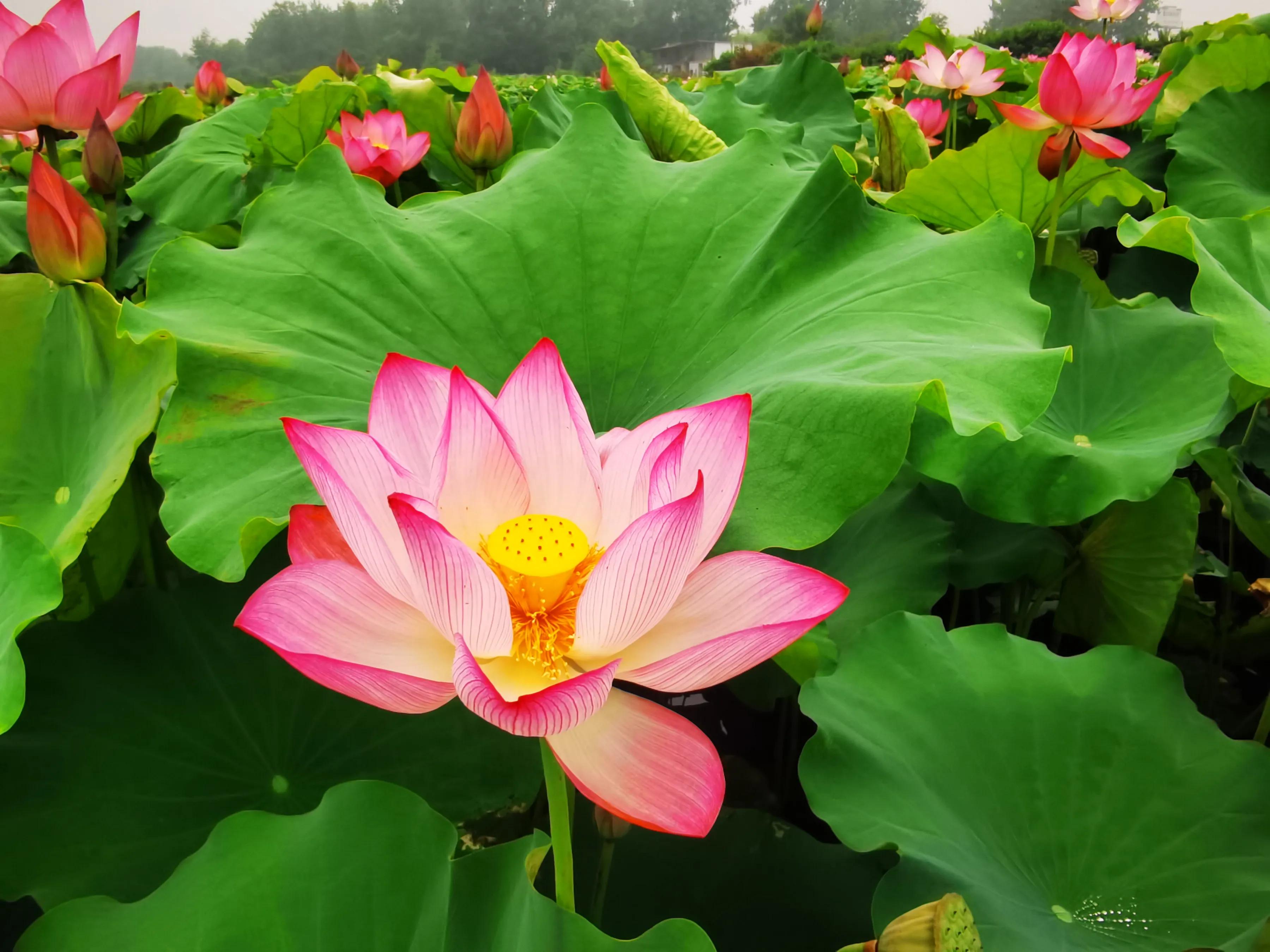 手拍世界手机摄影平台,手拍世界摄影交流平台