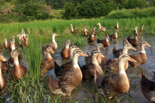 汪曾祺麻鸭蛋,汪曾祺吃蛋白鸭蛋