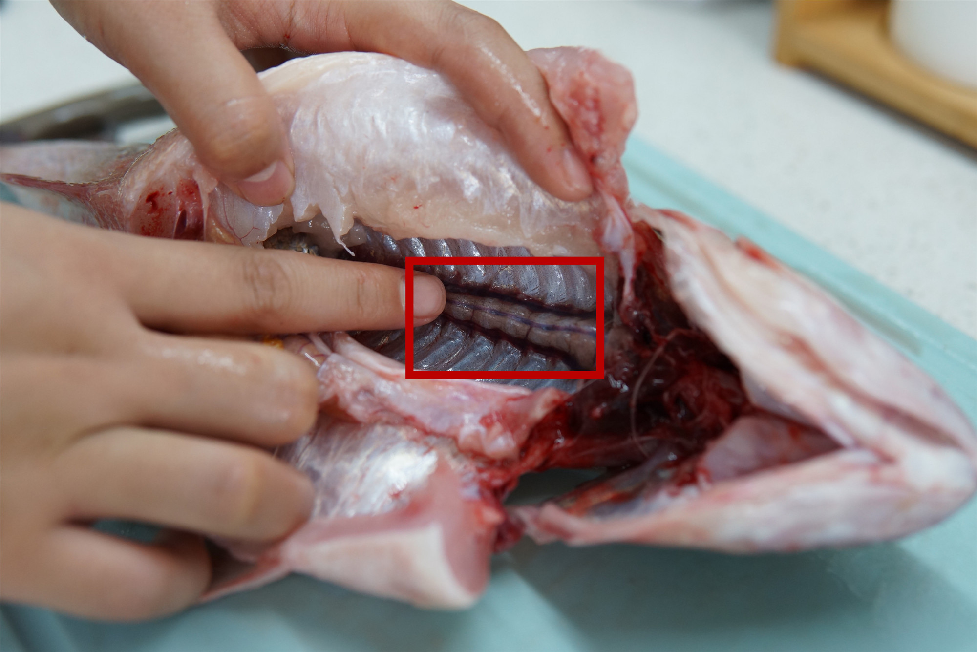 清蒸鱼没有葱姜怎么去腥,清蒸鱼用什么鱼刺少好吃