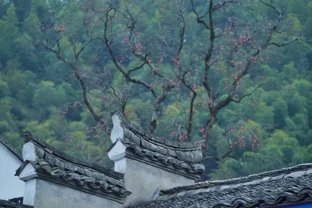 上海明夜小雨降温,下周起上海大幅度降温