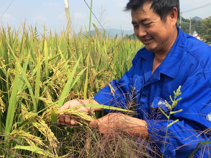 水稻的种植技术和管理方法,水稻的种植技术