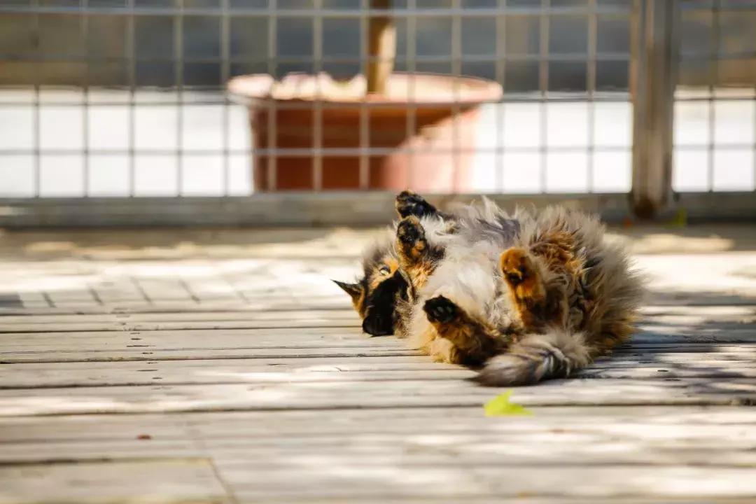 庄太极：hello，飞起的小拖把，有一种美，动静皆宜