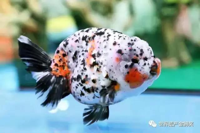 闽侯闽越古镇旅游攻略,世遗游玩