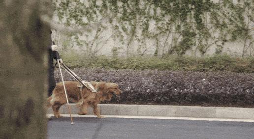 为什么导盲犬会受歧视,导盲犬被歧视合集