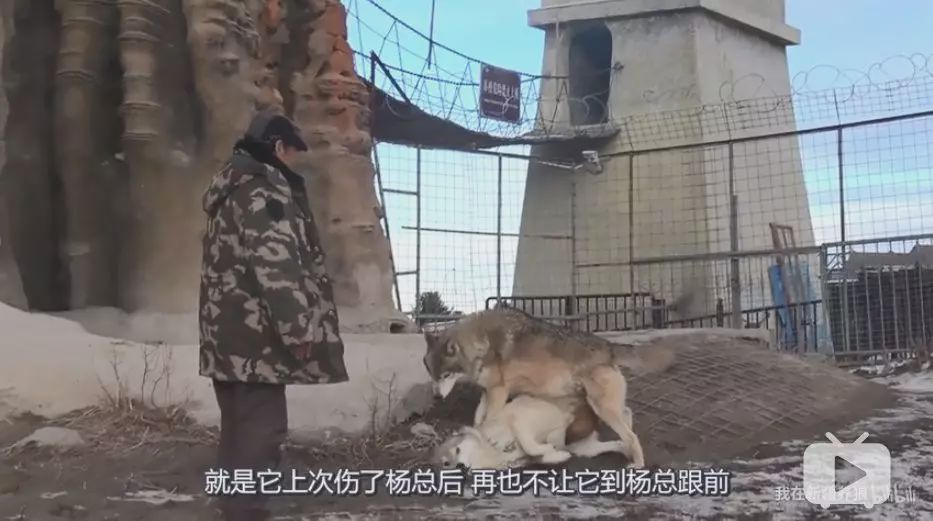 养狼disco：我在*疆新**，把狼养成了哈士奇