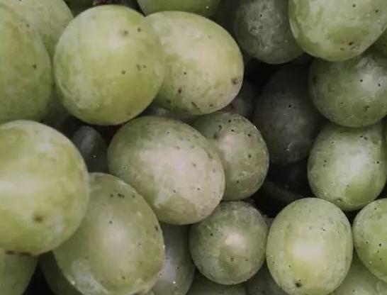 葡萄果实表面有黑斑是什么病害,葡萄幼果期有锈斑什么原因