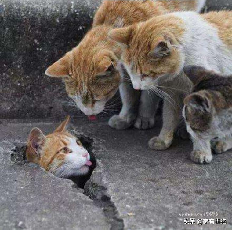 猫粮为何叫毒粮,猫粮和米饭哪个安全