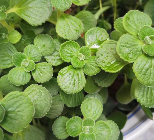 有什么神奇的植物,适合养在卧室有香味的绿植