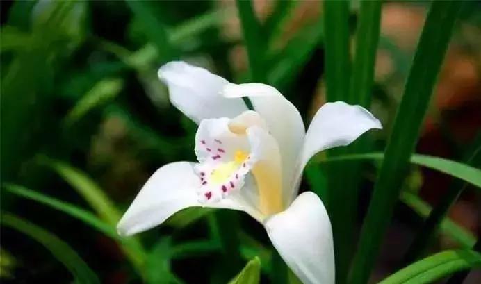 五种最具欣赏价值的兰花,欣赏史上最全的兰花