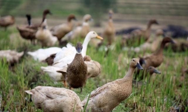 农业种植模式推荐,农业生态种养新模式助力乡村振兴