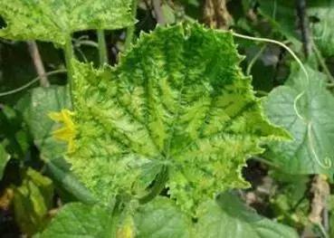 植物癌症病毒怎么防治,植物病毒病最佳治愈方法