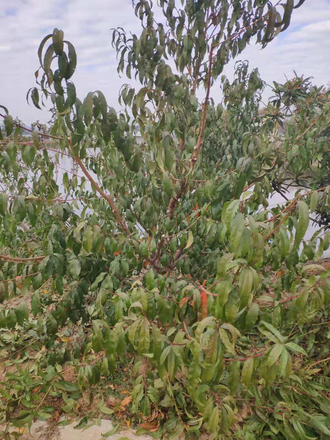 桃树如何快速整形,桃树怎么整形