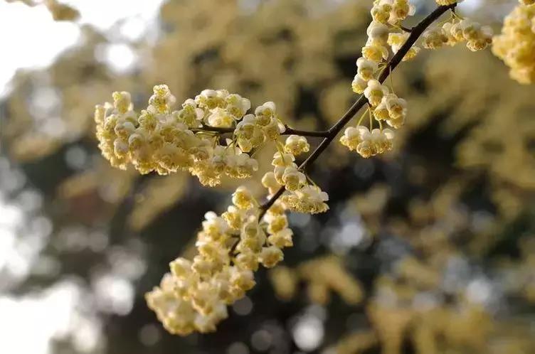 无人机产业助推农业,无人机致富商机