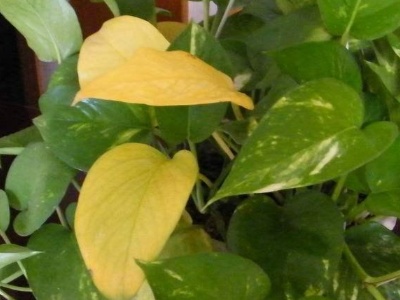 长藤绿萝叶片发黄,绿萝发黄怎么处理才能恢复