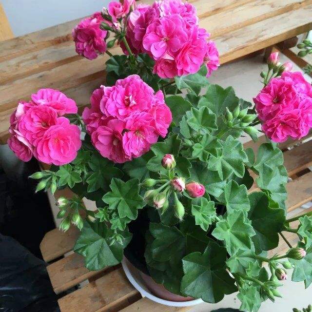 怎么判断植物光照不足,室内植物最好的光照时间