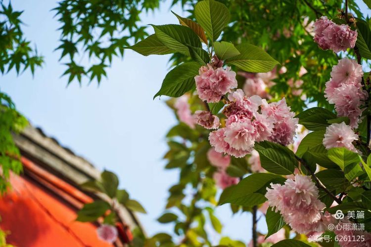 白凡逸志在线阅读,一个韩国人眼里的中国