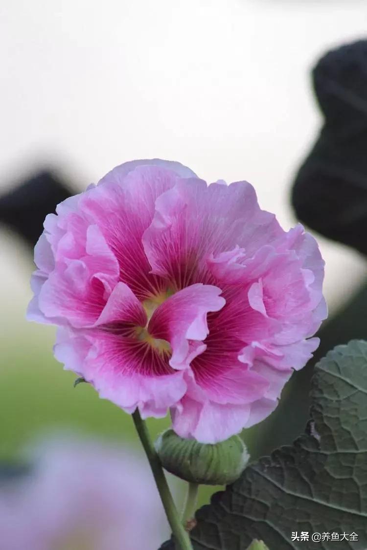 一至十二月的花期,12月到2月份的花期