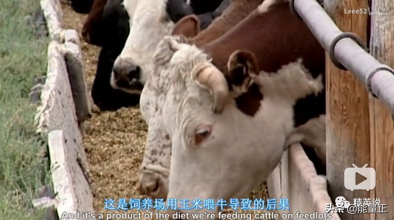 因为一个汉堡，她亲眼看着儿子死去！美国工薪阶层吃的食物有多脏