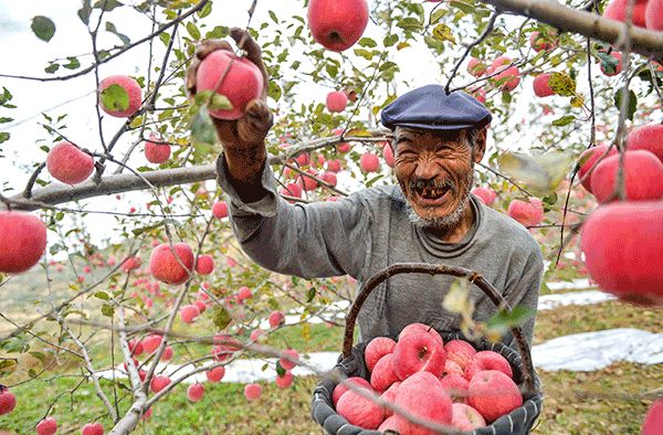 果农卖果的难点,现在有果农卖果难吗