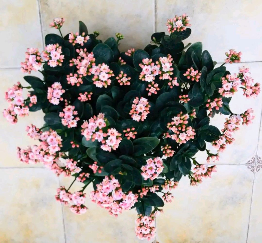 净化空气而且对身体好的花,净化空气对人身体有益的花