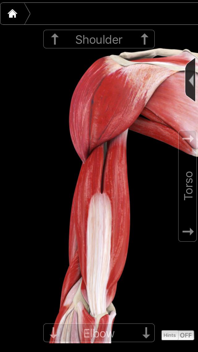 手臂燃脂训练视频,手臂肌肉塑形怎么练