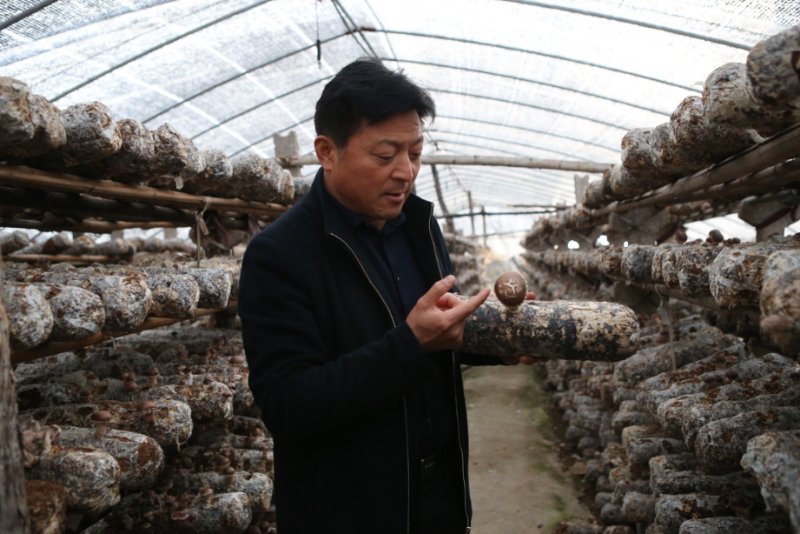 小蘑菇成为富民大产业,小平菇打造致富新名片