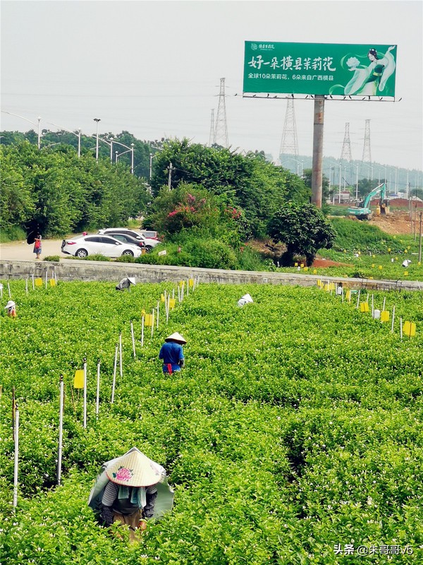 2022媒体花乡行,2023媒体花乡行