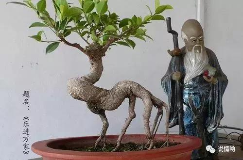 榕树也叫摇钱树，给人带来好运和财富！榕树怎么养？