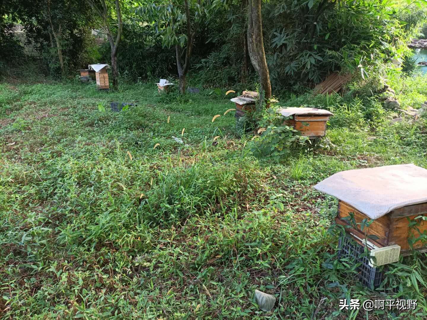 蜜蜂养殖管理与生产大全,2021年蜜蜂秋季养殖问题