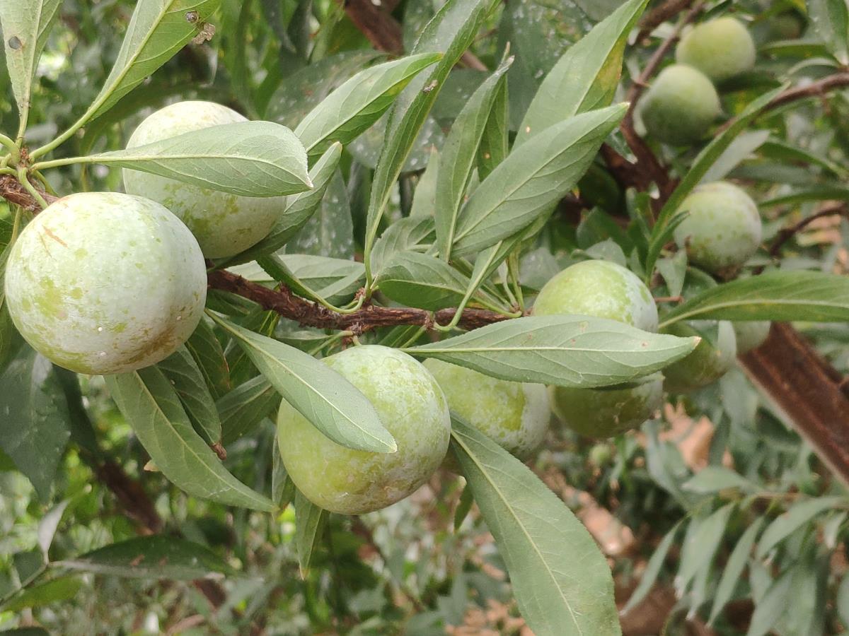 李子苗晚熟管理,提高李子树苗坐果率的夏剪方法