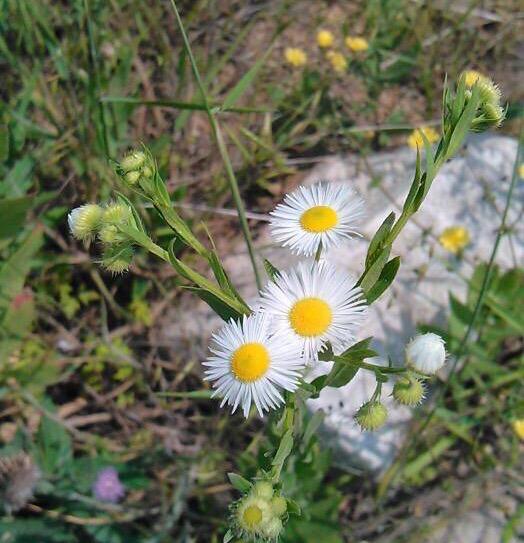 目前在青岛的房子多少钱,青岛胶州的房价真跌了吗