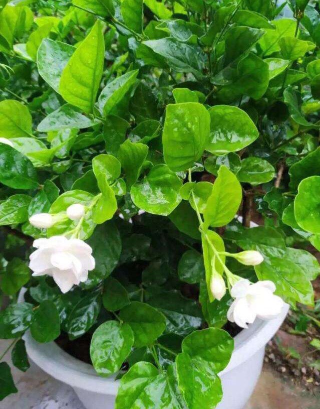 茉莉花过冬的最佳方法,茉莉花过冬枝芽全部枯萎后怎么办