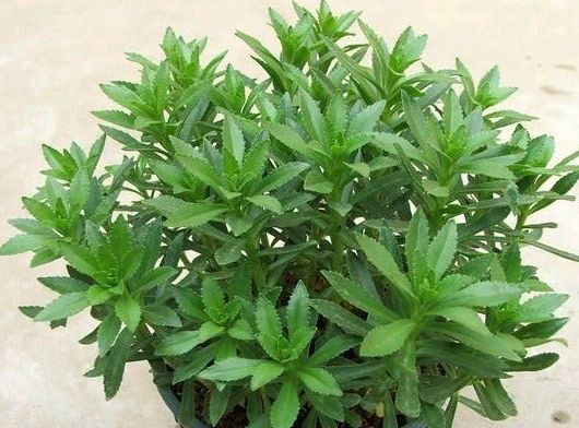 农村这种野菜原来是救命草,5种药用价值高的野菜