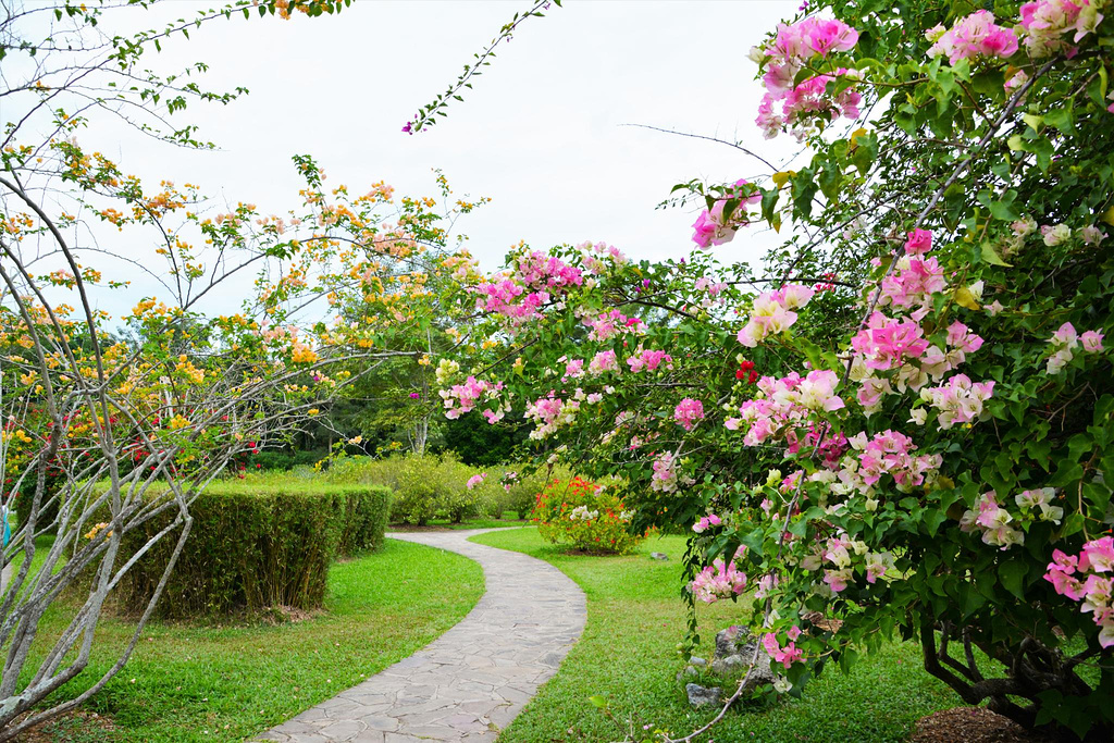 西双版纳泼水节野象谷,西双版纳旅游野象谷全攻略