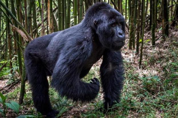 世界上最贵的公园门票多少钱,世界最牛公园门票