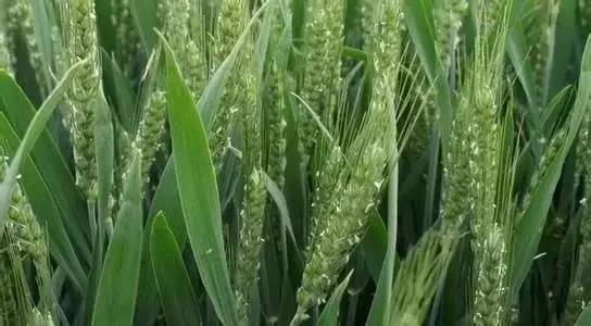 赤霉素是治什么病的,赤霉素为什么能保果