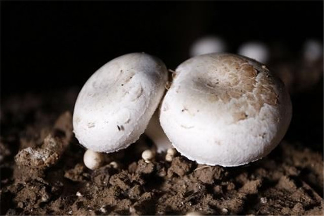 蘑菇栽培技术和管理,蘑菇栽培技术指导视频