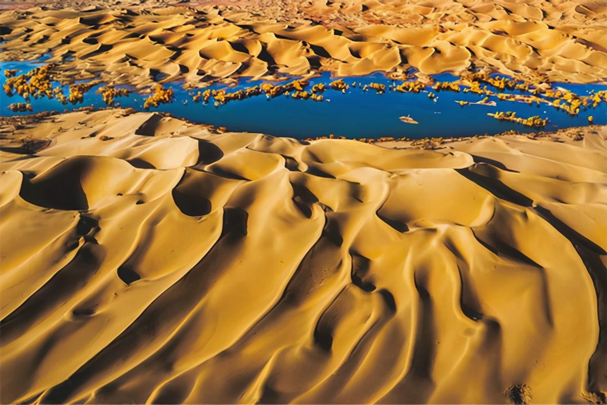 艺术家朗诵不朽的胡杨,千年不朽的胡杨