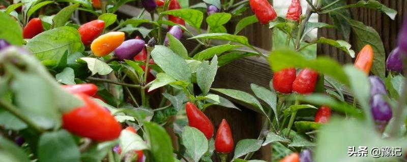 河南辣椒之乡在什么地方,河南哪里盛产辣椒最多