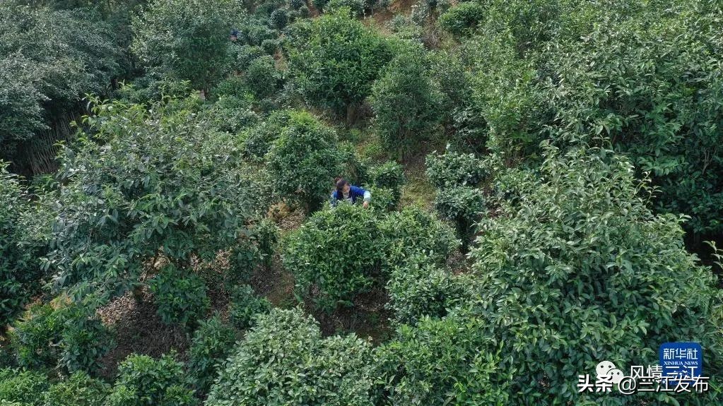 央视新闻报道三江,央视点评三江锅